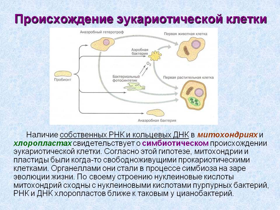 Происхождение эукариотической клетки