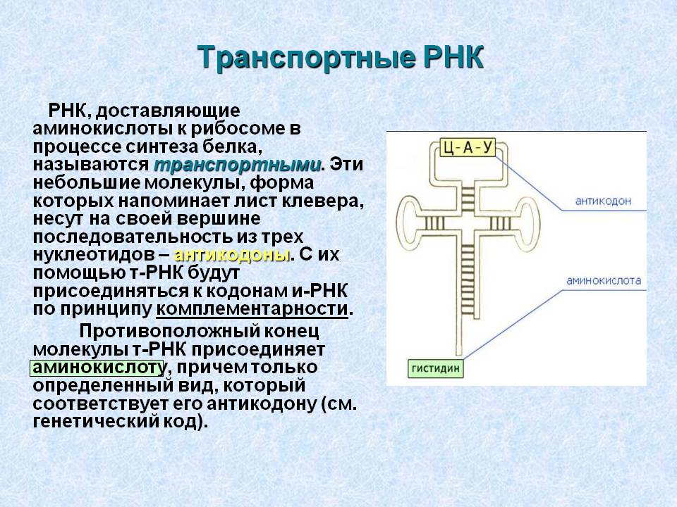Транспортные РНК