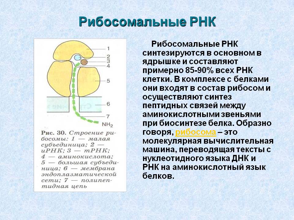 Рибосомальные РНК