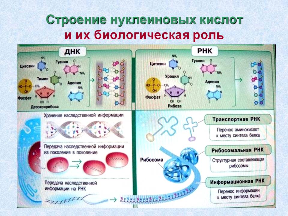 Строение нуклеиновых кислот и их биологическая роль