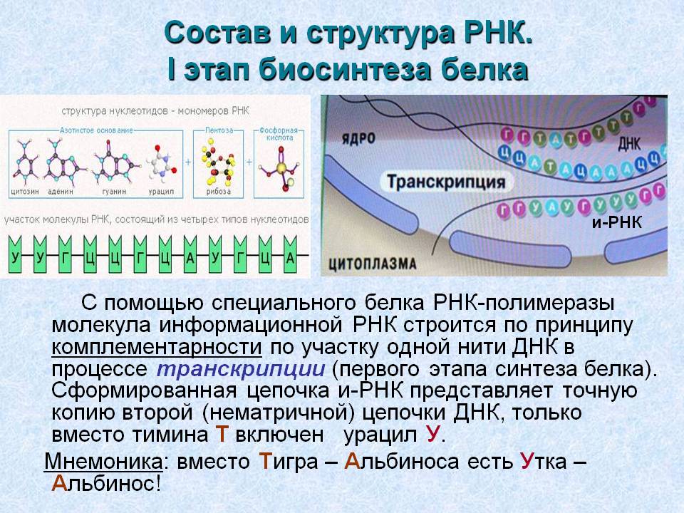 Состав и структура РНК