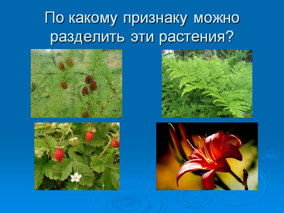 По какому признаку можно разделить эти растения