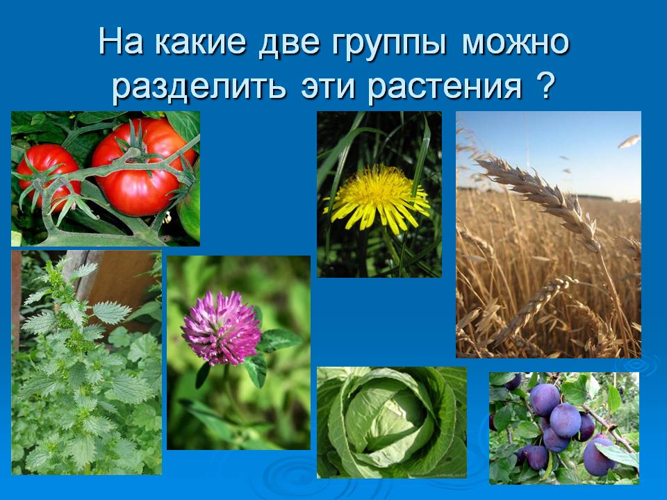На какие две группы можно разделить эти растения 
