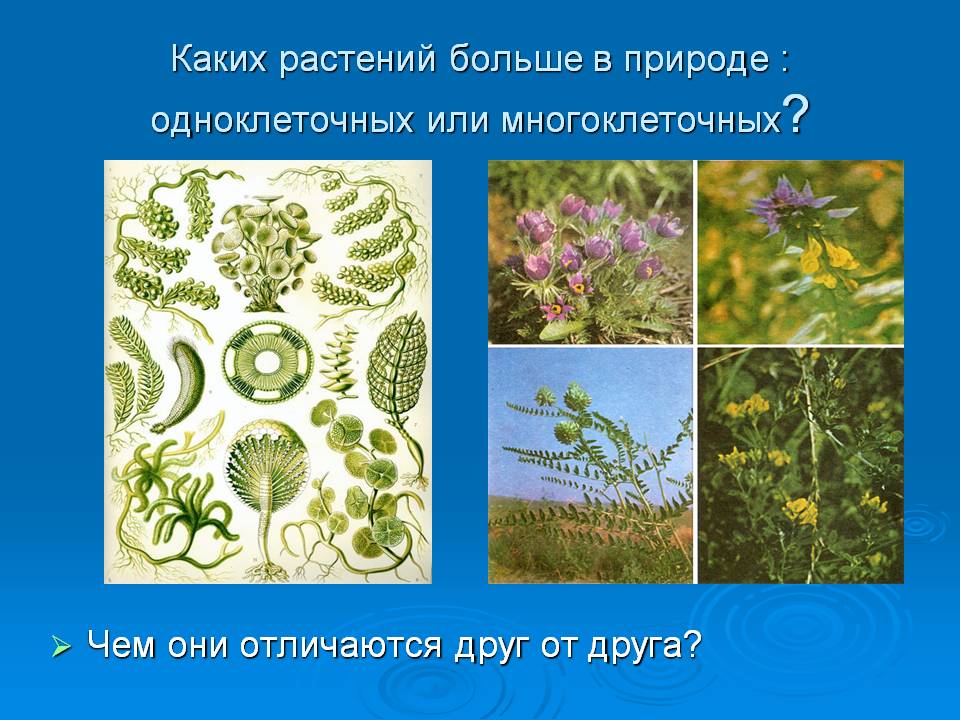 Каких растений больше в природе : одноклеточных или многоклеточных