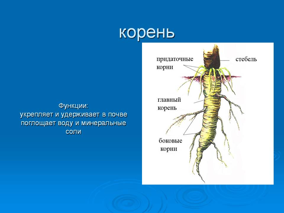 Корень