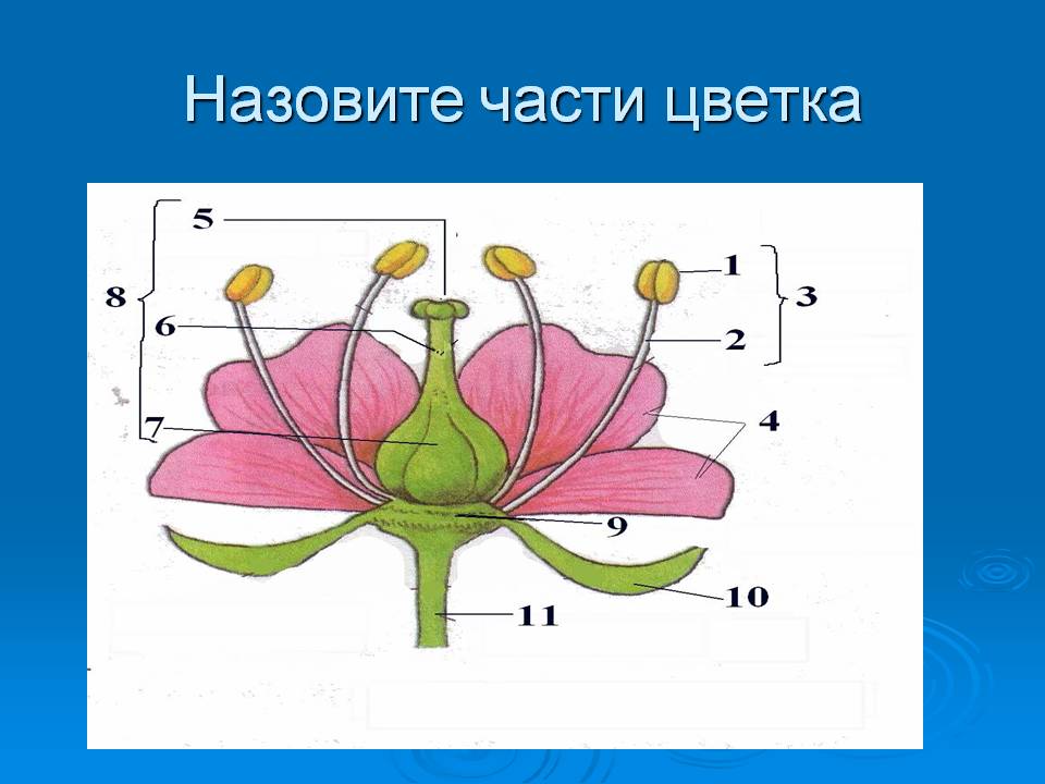 Назовите части цветка