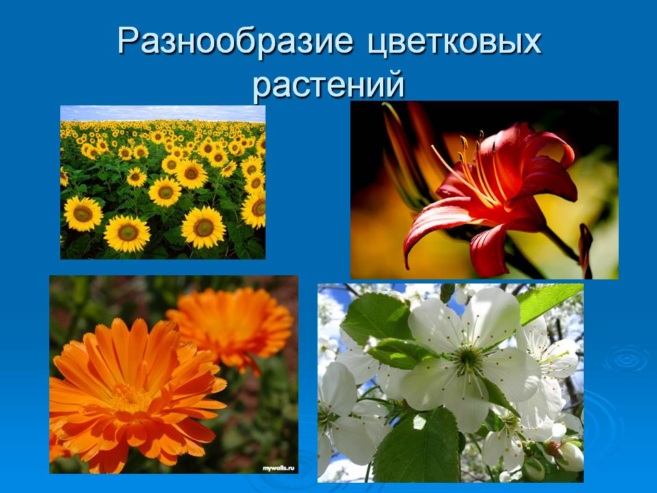 Разнообразие цветковых растений