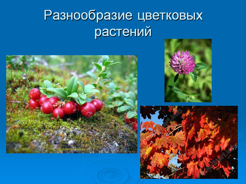 Разнообразие цветковых растений