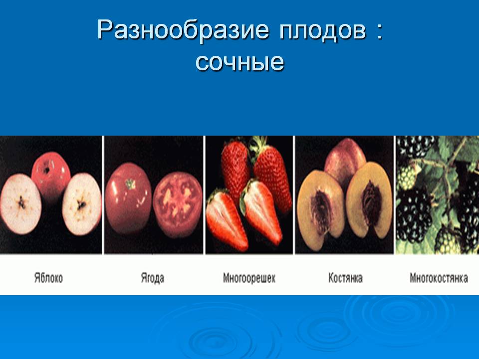 Разнообразие плодов : сочные