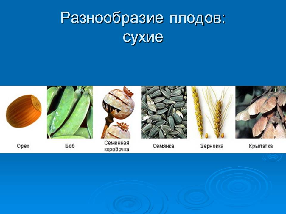 Разнообразие плодов: сухие
