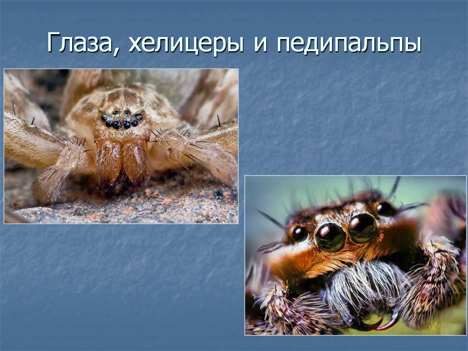 Глаза, хелицеры и педипальпы