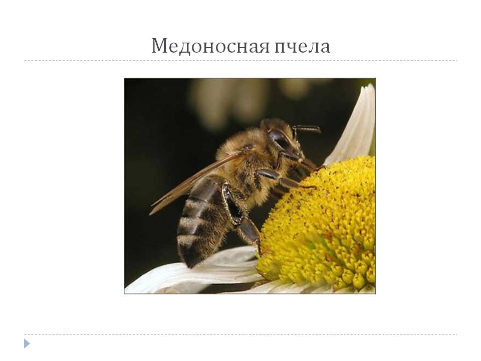 Медоносная пчела