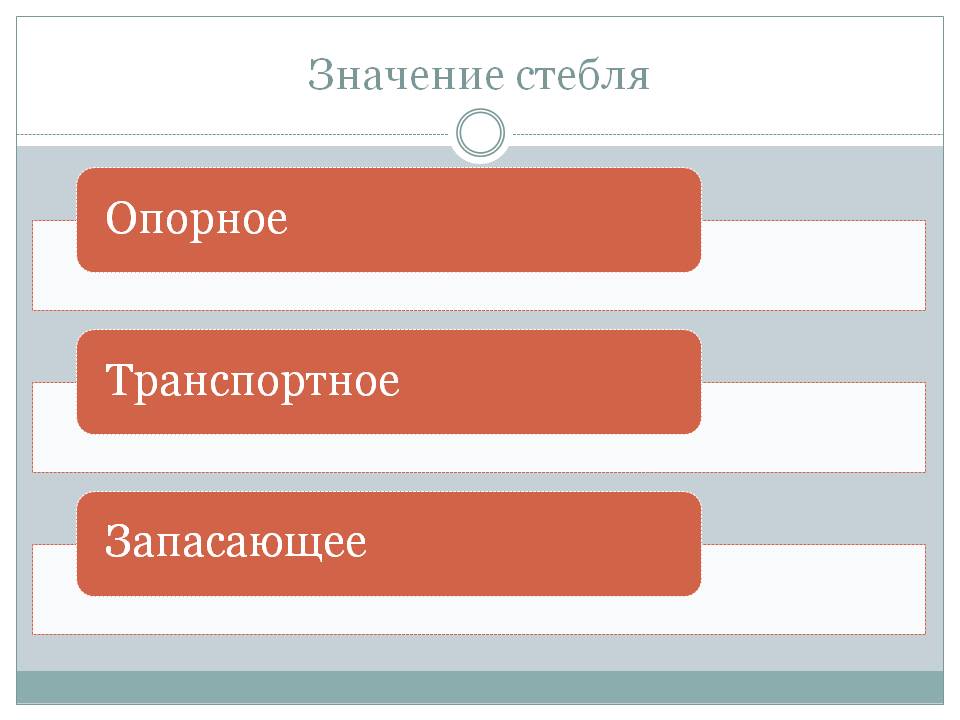 Значение стебля