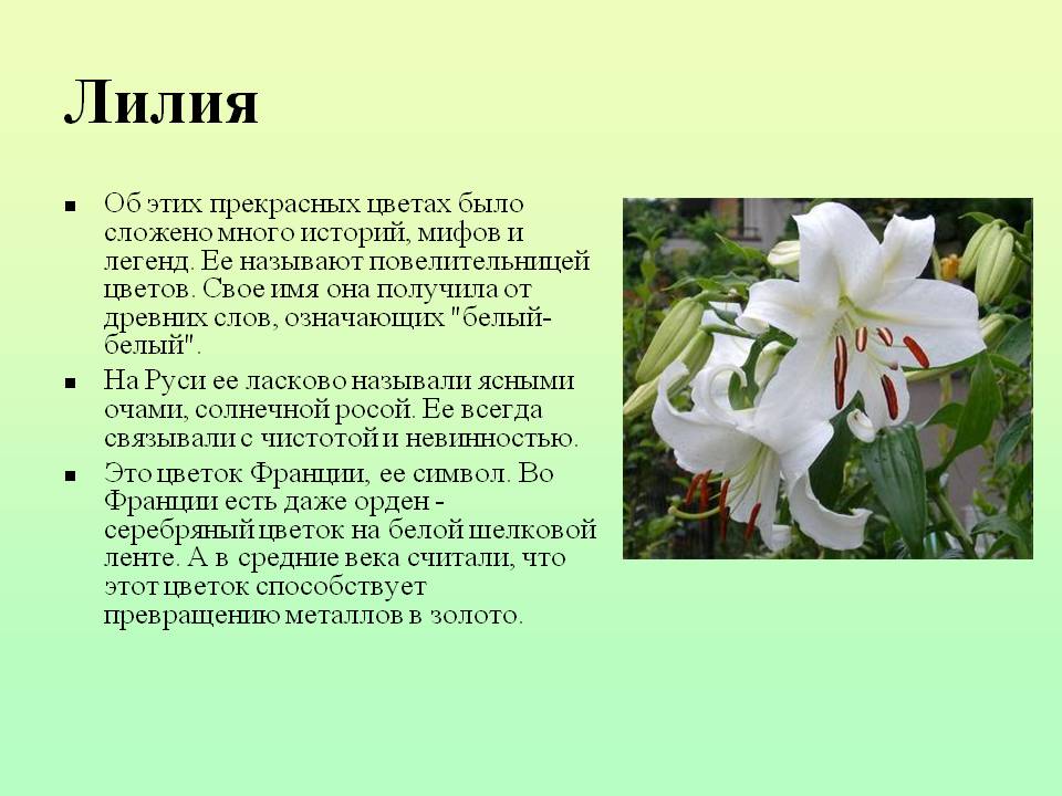 Лилия
