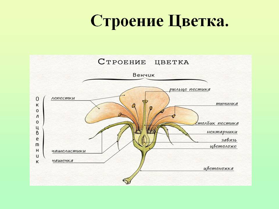 Строение цветка