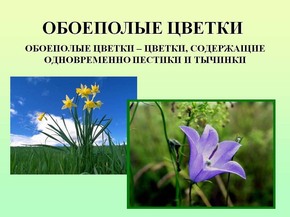Обоеполые цветки