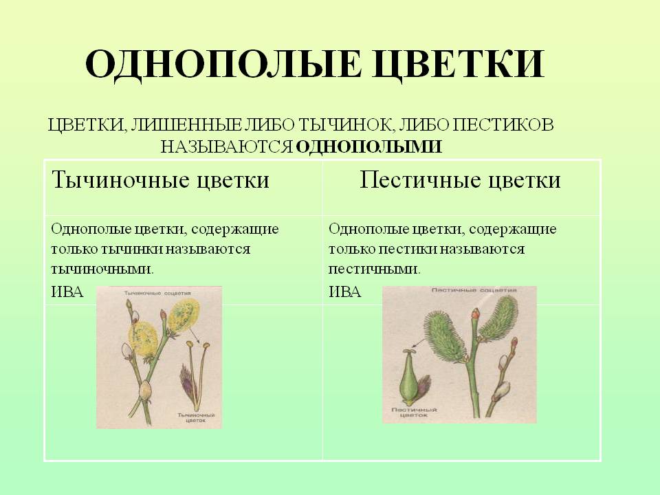 Однополые цветки