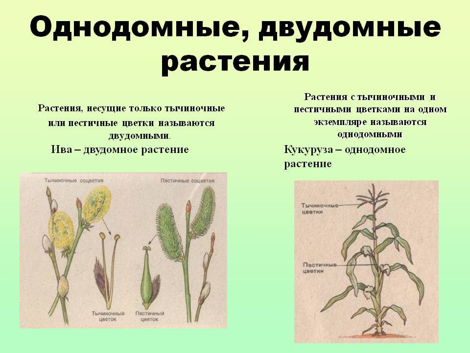 Однодомные, двудомные растения