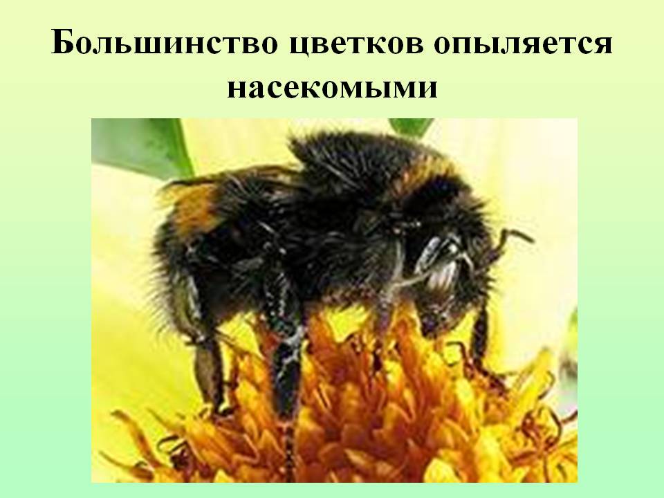Большинство цветков опыляется насекомыми