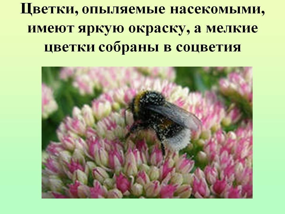 Цветки, опыляемые насекомыми, имеют яркую окраску