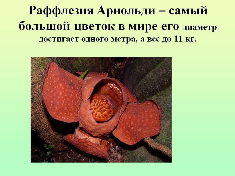 Раффлезия Арнольди