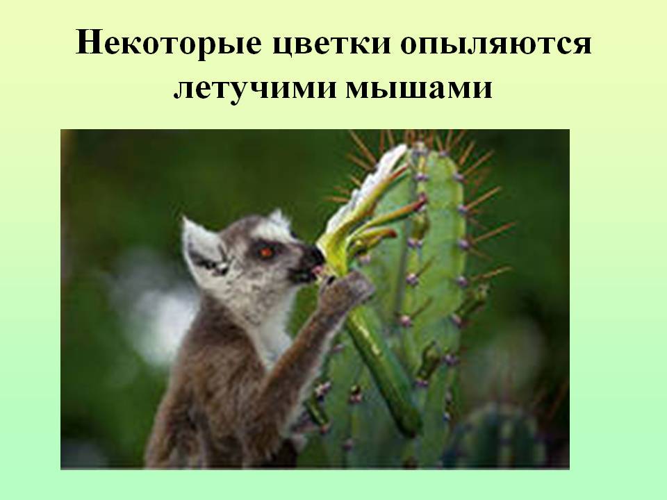 Некоторые цветки опыляются летучими мышами