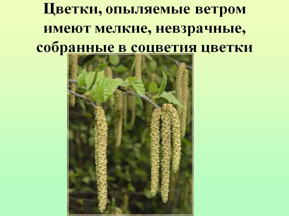 Цветки, опыляемые ветром