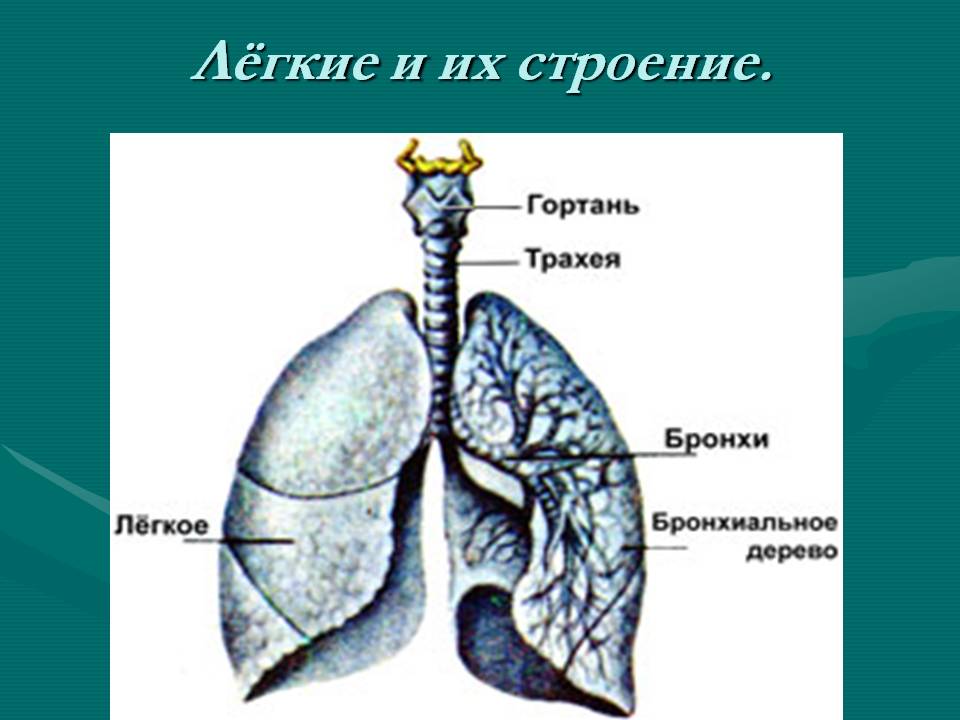 Лёгкие и их строение