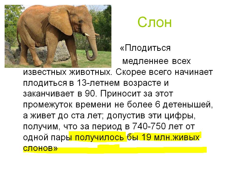 Слон
