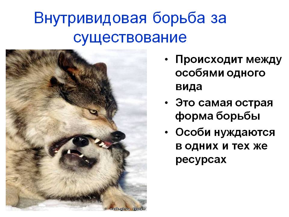 Внутривидовая борьба за существование