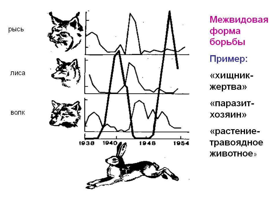 Хищник-жертва
