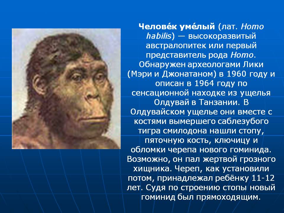 Человек умелый (лат