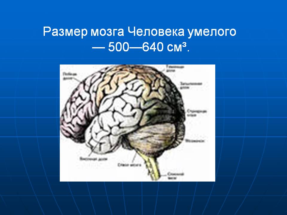 Размер мозга Человека умелого — 500—640 см