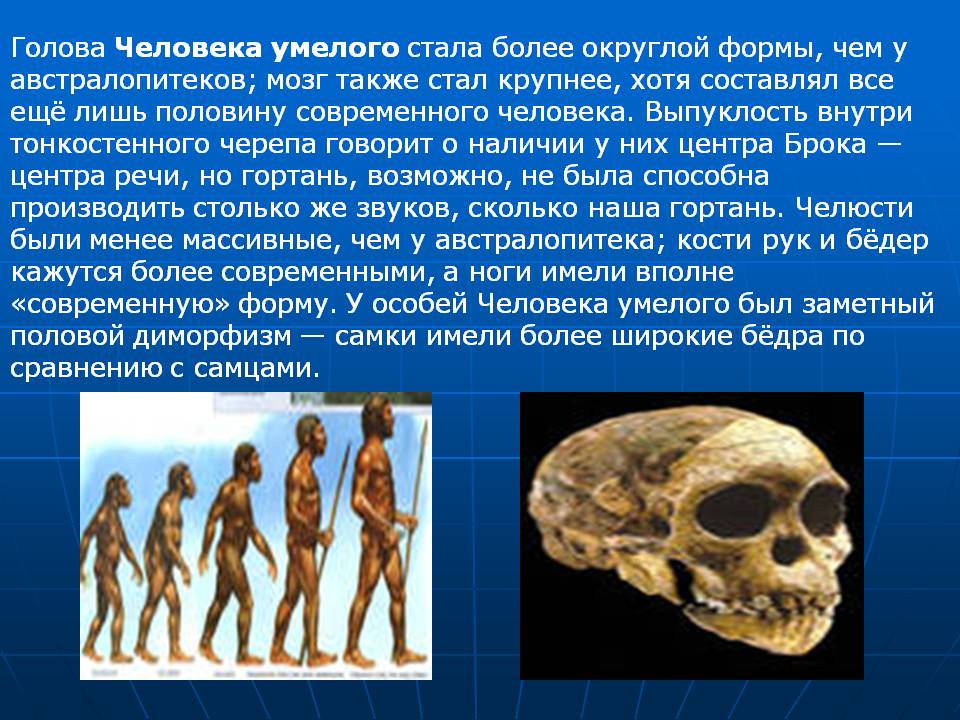 Голова Человека умелого стала более округлой формы, чем у