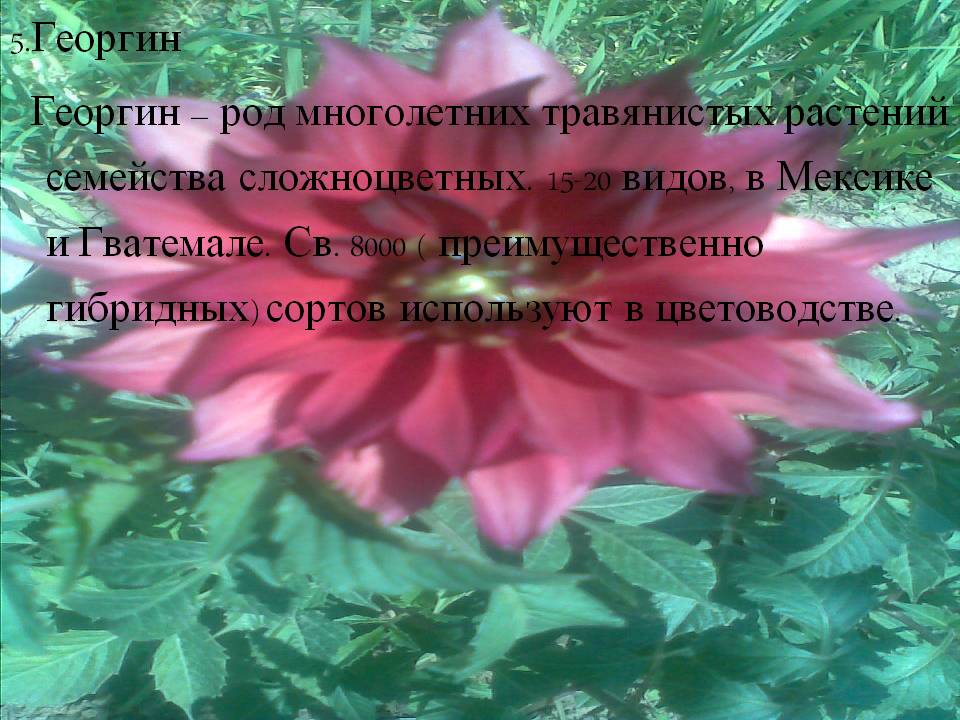 Георгин