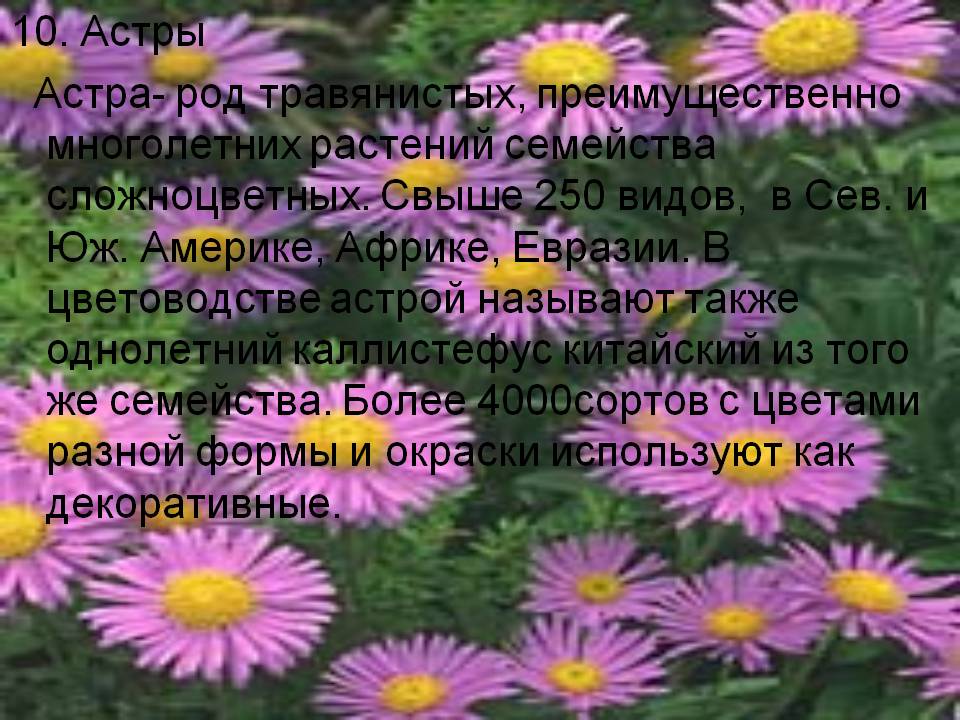  Астры