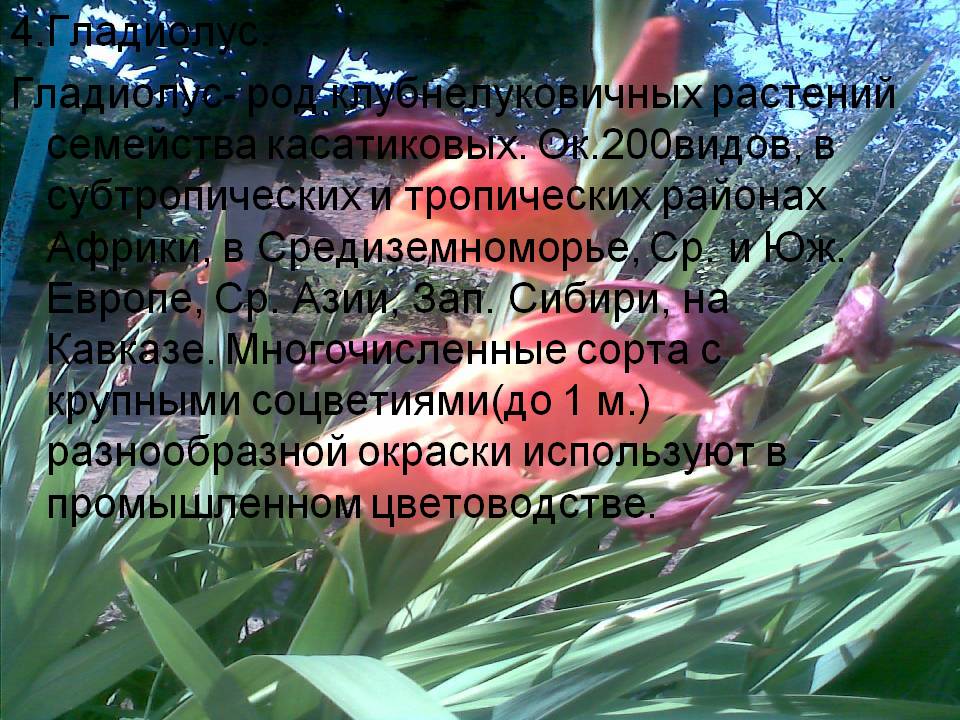 Гладиолус