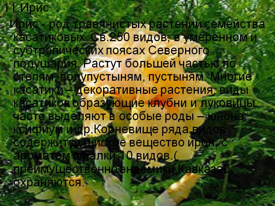 Ирис