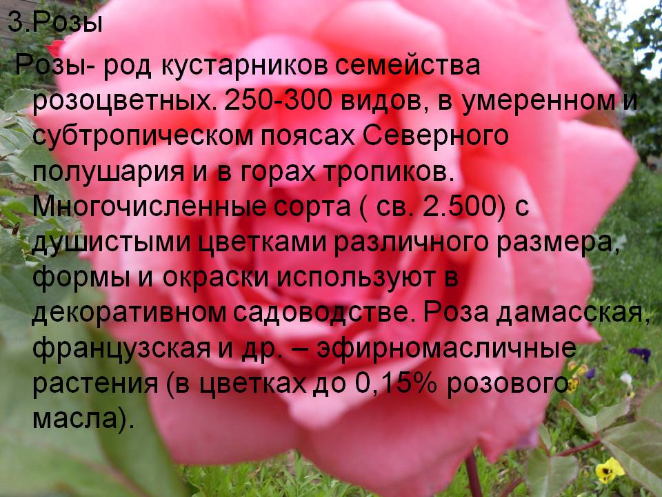 Розы