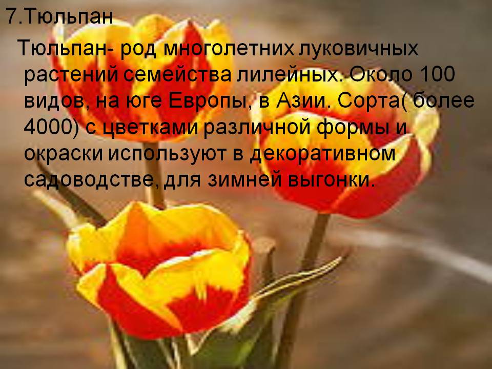 Тюльпан