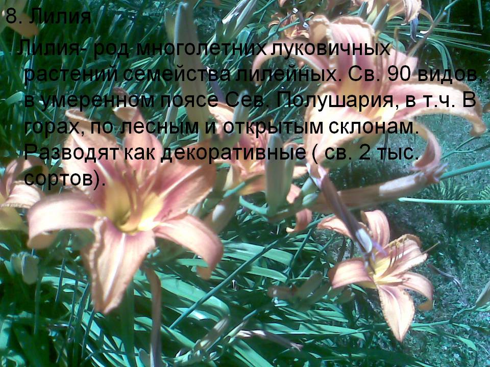 Лилия