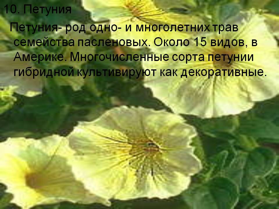 Петуния