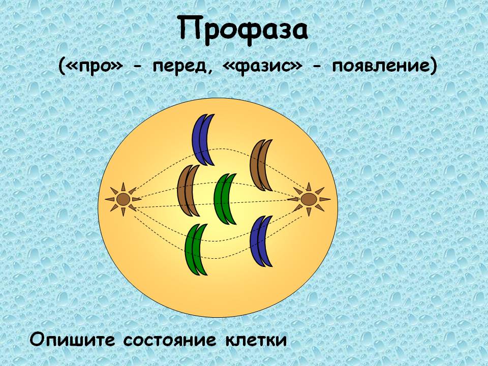 Профаза («про» - перед, «фазис» - появление)