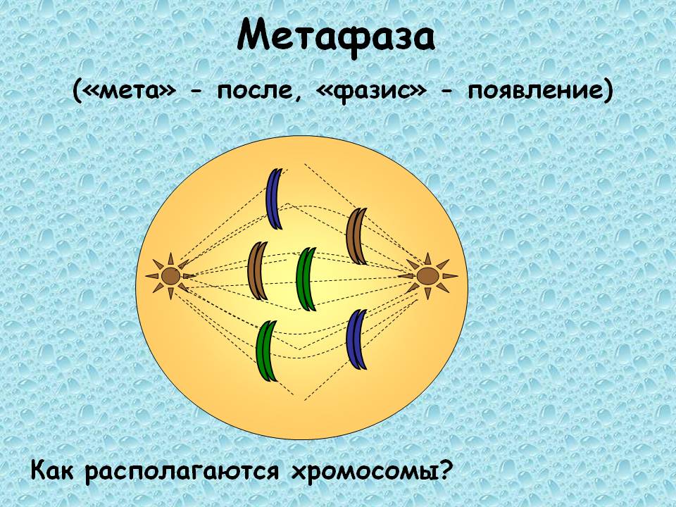 Метафаза («мета» - после, «фазис» - появление)