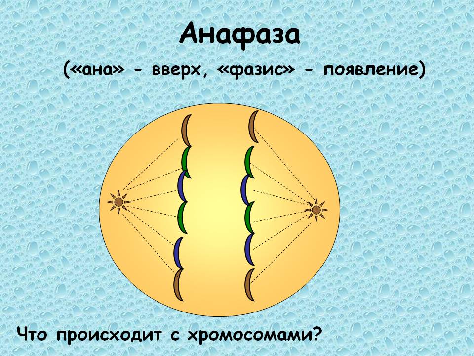 Анафаза («ана» - вверх, «фазис» - появление)