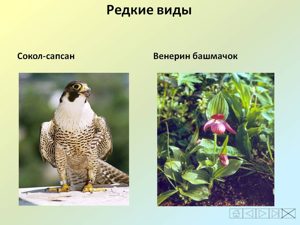 Редкие виды