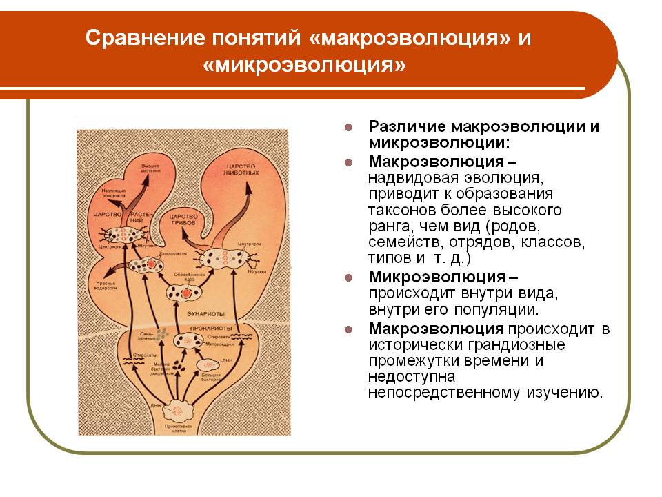 Сравнение понятий «макроэволюция» и «микроэволюция»