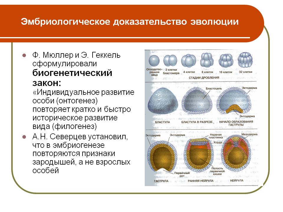 Эмбриологическое доказательство эволюции