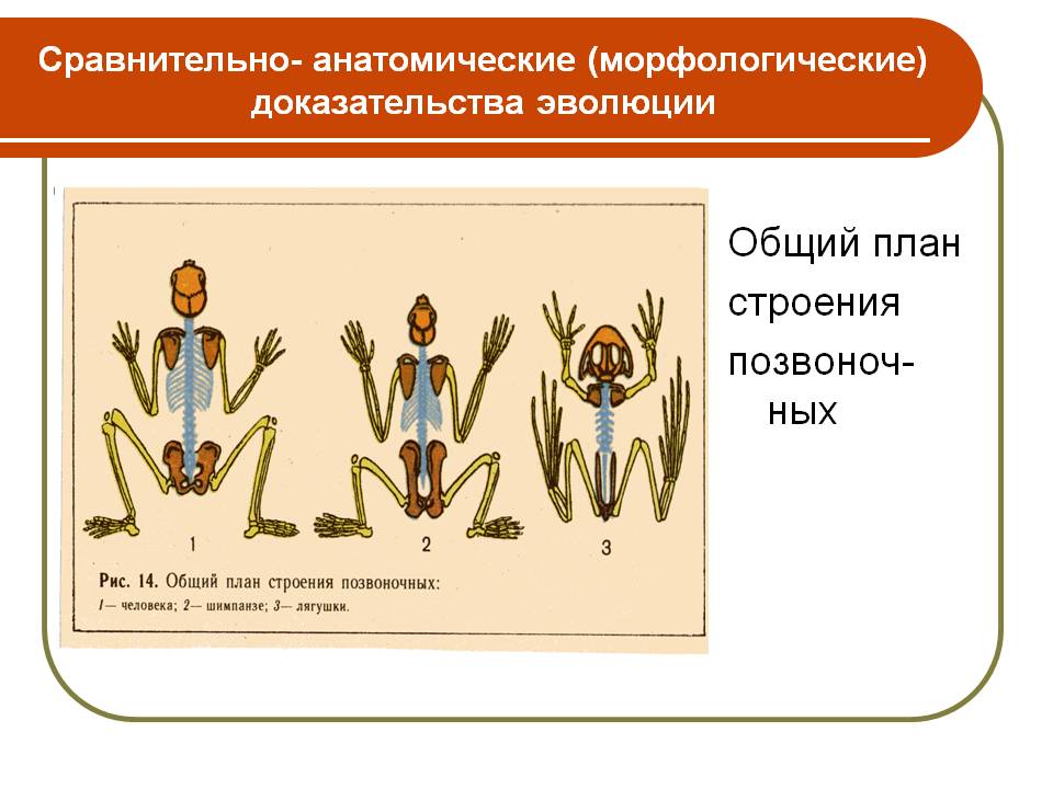 Общий план строения позвоноч-ных