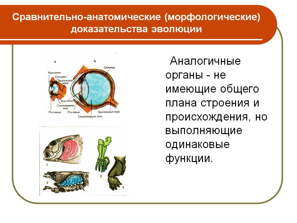 Аналогичные органы - не имеющие общего плана строения и происхождения,